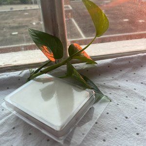 Soy Wax Melts- Hand Poured